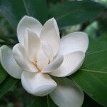 Magnolia virginiana flower picture by Laura Kiser (cc-by-sa)