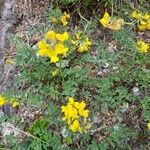 Coronilla vaginalis flower picture by Christophe Bourdillon (cc-by-sa)