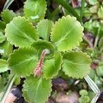 Saxifraga umbrosa leaf picture by Eric Hall (cc-by-sa)