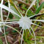 Hymenocallis littoralis flower picture by ifp660 (cc-by-sa)