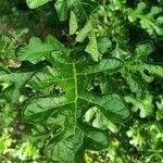 Solanum linnaeanum leaf picture by Gaetano Pascolla (cc-by-sa)