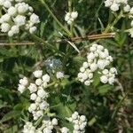 Parthenium integrifolium flower picture by David Koser (cc-by-sa)