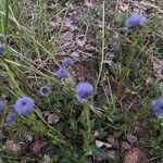 Globularia bisnagarica flower picture by annie audibert (cc-by-sa)