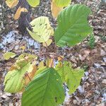 Frangula alnus habit picture by Mégan Campeau (cc-by-sa)