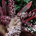 Cordyline fruticosa flower picture by Chee Keong Chan (cc-by-sa)