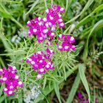 Linaria maroccana habit picture by Manuel Hernández (cc-by-sa)