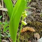 Convallaria majalis flower picture by Archanaa Mignet (cc-by-sa)