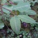 Lonicera caerulea leaf picture by jn.bt (cc-by-sa)