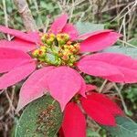 Euphorbia pulcherrima flower picture by Pranav Sharma (cc-by-sa)