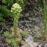 Sempervivum globiferum habit picture by Else Nolden (cc-by-sa)