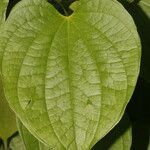 Dioscorea urophylla leaf picture by Nelson Zamora Villalobos (cc-by-nc)