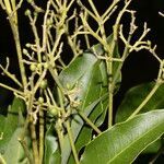 Amyris pinnata fruit picture by Nelson Zamora Villalobos (cc-by-nc)