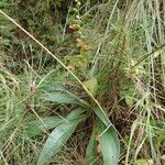 Digitalis laevigata habit picture by Sylvain Piry (cc-by-sa)