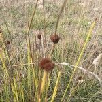 Juncus conglomeratus flower picture by Bianca Dupont (cc-by-sa)