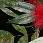 Calliandra rhodocephala habit picture by Nelson Zamora Villalobos (cc-by-nc)