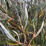 Salix eleagnos leaf picture by Jean-Michel Faton (cc-by-sa)