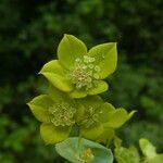 Bupleurum subovatum flower picture by Llandrich anna (cc-by-sa)