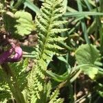 Pedicularis rostratospicata leaf picture by Zioivan Beirut (cc-by-sa)