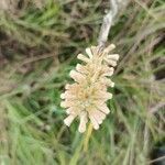 Pterocaulon alopecuroides flower picture by cristian gaviria londoño (cc-by-sa)