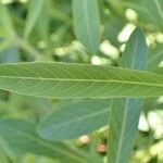 Ludwigia grandiflora leaf picture by Yoan MARTIN (cc-by-sa)