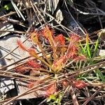 Drosera intermedia leaf picture by Chuck Farah (cc-by-sa)