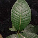 Couma guianensis leaf picture by Lisa Moreno (cc-by-sa)