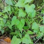 Mikania micrantha leaf picture by George Henry (cc-by-sa)