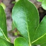 Pittosporum coccineum leaf picture by helene caze (cc-by-sa)