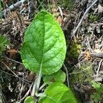 Adenocaulon chilense leaf picture by Daniel Barthelemy (cc-by-nc)