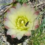 Gymnocalycium schroederianum flower picture by Trap Hers (cc-by-sa)