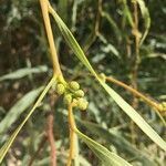 Acacia saligna flower picture by dominique baisnee (cc-by-sa)