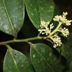 Ardisia standleyana flower picture by Nelson Zamora Villalobos (cc-by-nc)