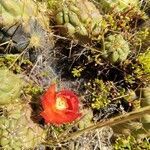 Austrocylindropuntia floccosa flower picture by Gabriel Ollivier (cc-by-sa)