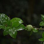 Randia calycosa fruit picture by Nelson Zamora Villalobos (cc-by-nc)