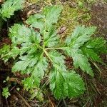 Geranium maderense leaf picture by Nigel Nigel Voaden (cc-by-sa)