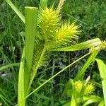 Carex lupulina fruit picture by Erika Lozano (cc-by-sa)