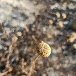 Jasione montana fruit picture by SASTRE Isern (cc-by-sa)