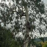 Eucalyptus globulus habit picture by Alain Caizergue (cc-by-sa)