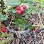 Vaccinium vitis-idaea fruit picture by Theo Wyer (cc-by-sa)