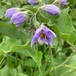 Solanum dimidiatum flower picture by Lane Haden (cc-by-sa)