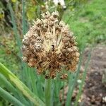 Allium fistulosum flower picture by ha einfach.ma (cc-by-sa)