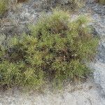 Genista acanthoclada habit picture by Sylvain Piry (cc-by-sa)