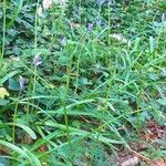 Conopodium majus habit picture by Pierre LEON (cc-by-sa)