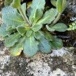 Arabis collina leaf picture by Francois Mansour (cc-by-sa)