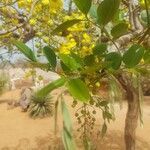 Cassia sieberiana leaf picture by Alassane Mbengue (cc-by-sa)