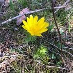 Adonis vernalis flower picture by Mathias GWL (cc-by-sa)