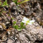 Arenaria ciliata habit picture by Fabien Anthelme (cc-by-sa)