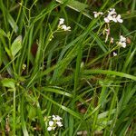 Arabidopsis halleri (l.) o'kane habit picture by Martin Bishop (cc-by-sa)