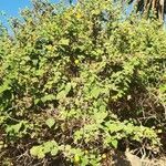 Abutilon grandifolium habit picture by Eggert Finder (cc-by-sa)