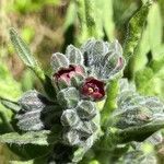 Cynoglossum officinale flower picture by bouwe molenbuur (cc-by-sa)